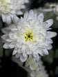 Chrysanthemum Snow White 