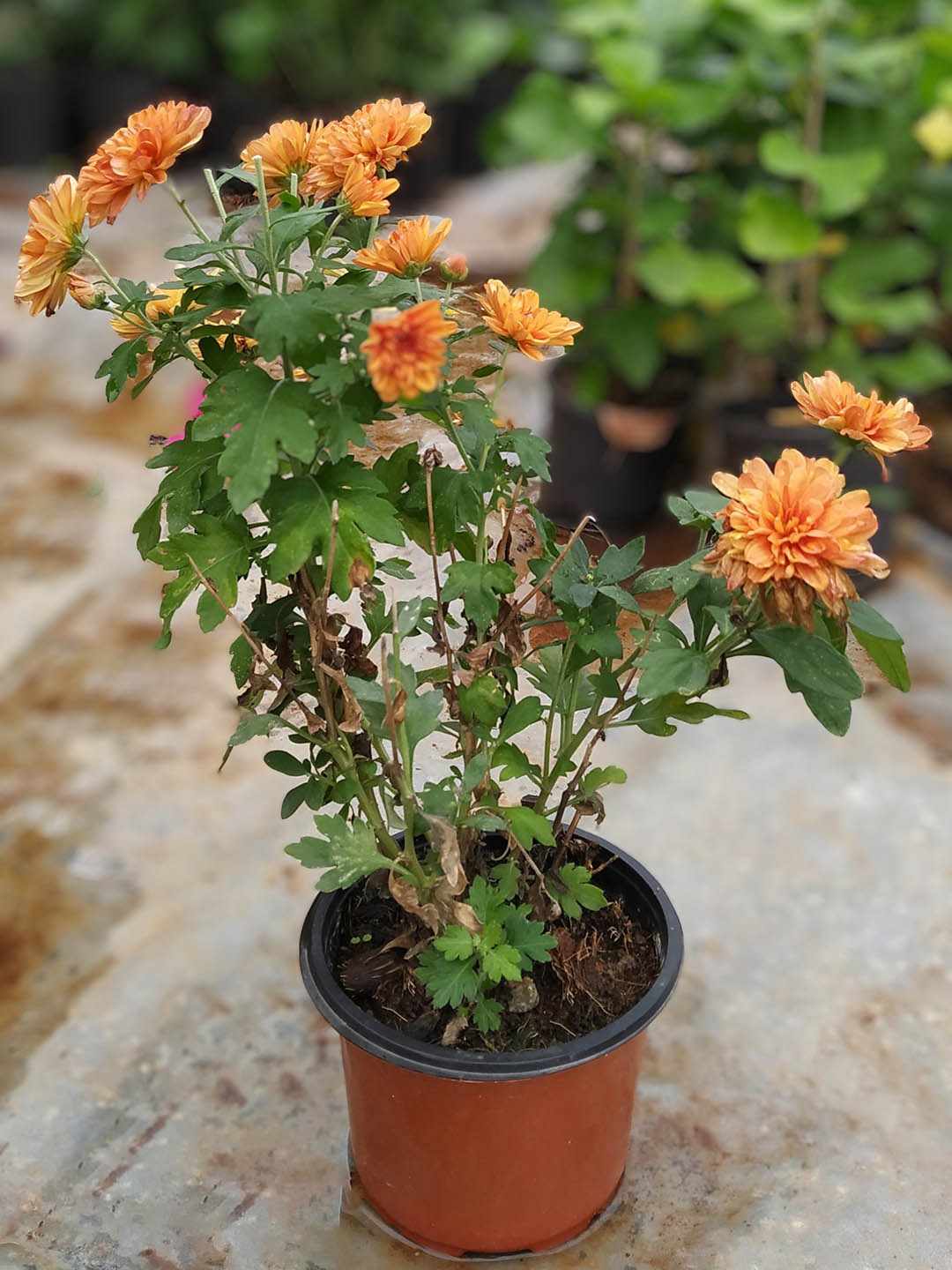 Chrysanthemum Tangerine Orange Plant or Shevanti with Green coloured leaves and Orange coloured flower 