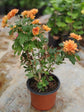 Chrysanthemum Tangerine Orange Plant or Shevanti with Green coloured leaves and Orange coloured flower 