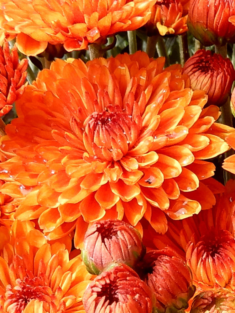 Chrysanthemum Tangerine Orange 