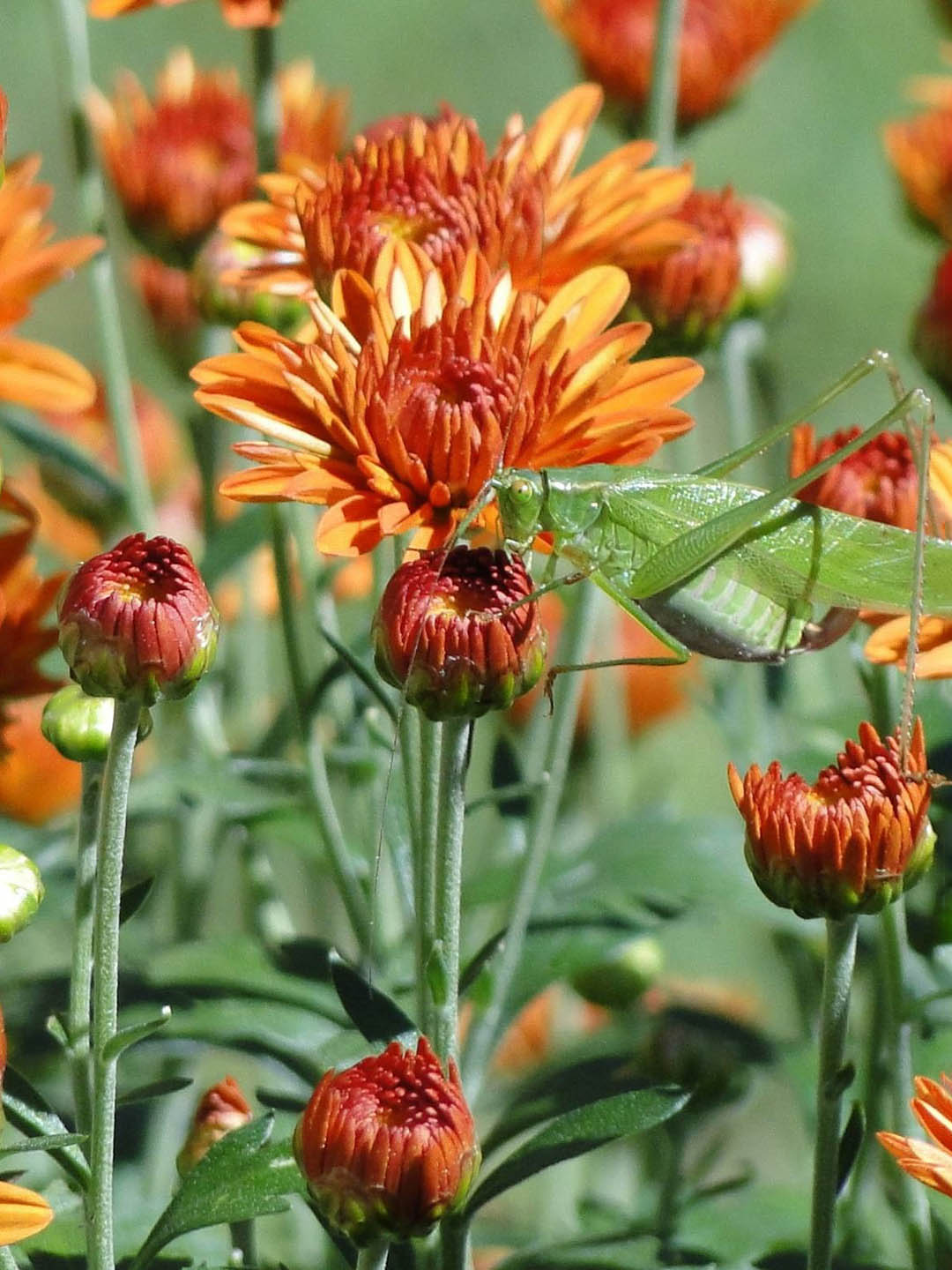 Chrysanthemum Tangerine Orange 