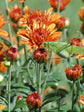 Chrysanthemum Tangerine Orange 