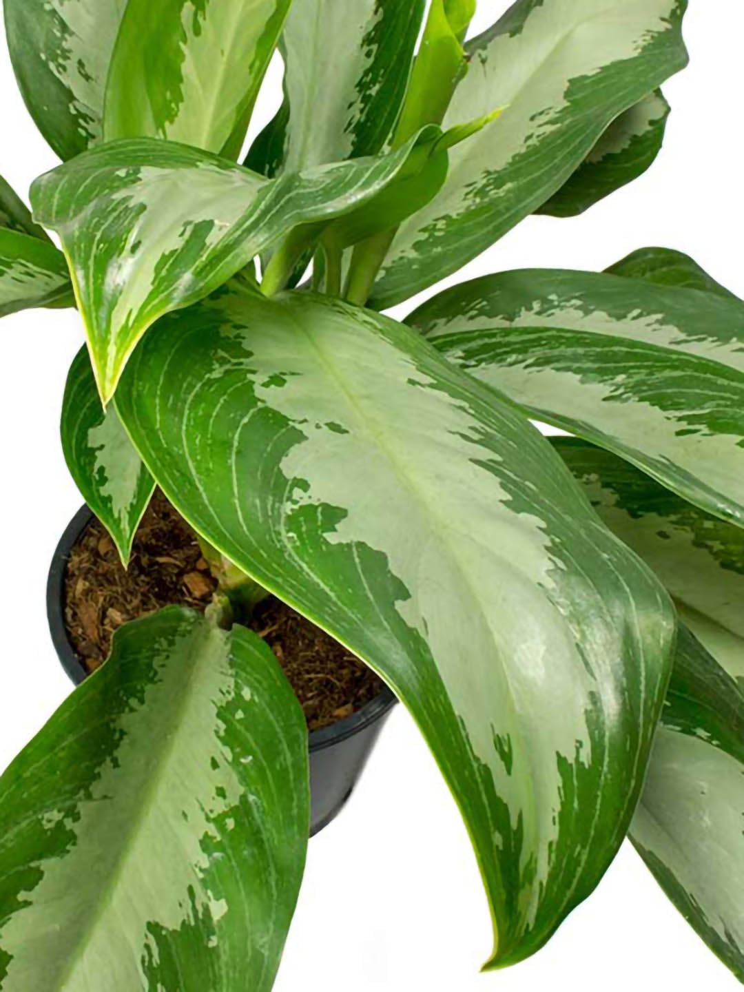 Aglaonema Diamond Bay Plant or Aglaonema Ernesto, Chinese Evergreen with Cream White patch on Green coloured leaves