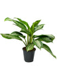Aglaonema Diamond Bay