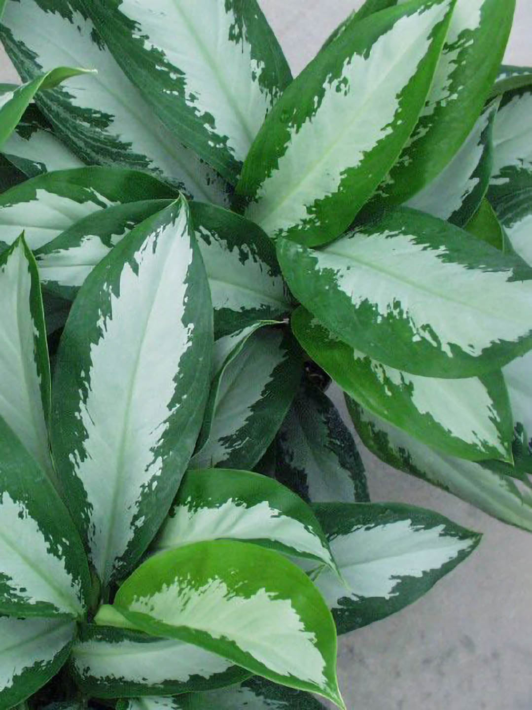 aglaonema diamond bay Diamond Bay Aglaonema Plant – Potclay