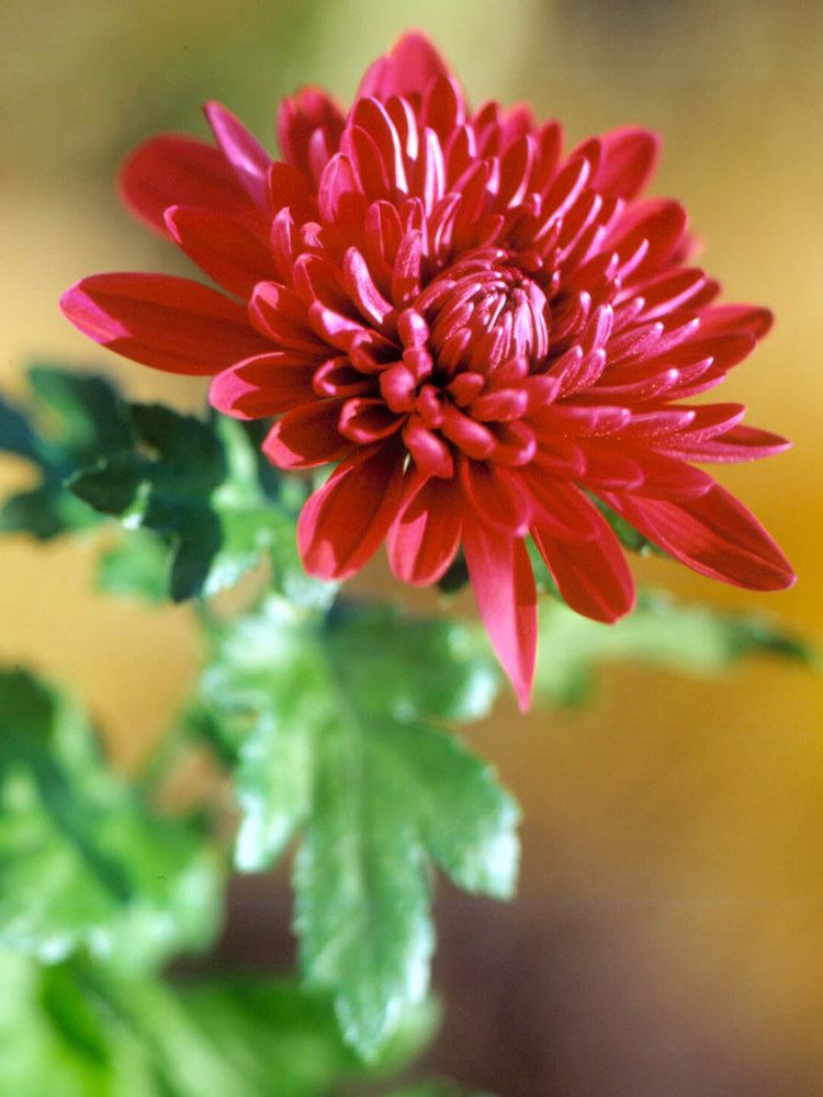 Chrysanthemum Delano Plant or Shevanti with Green coloured leaves and Red coloured flower 