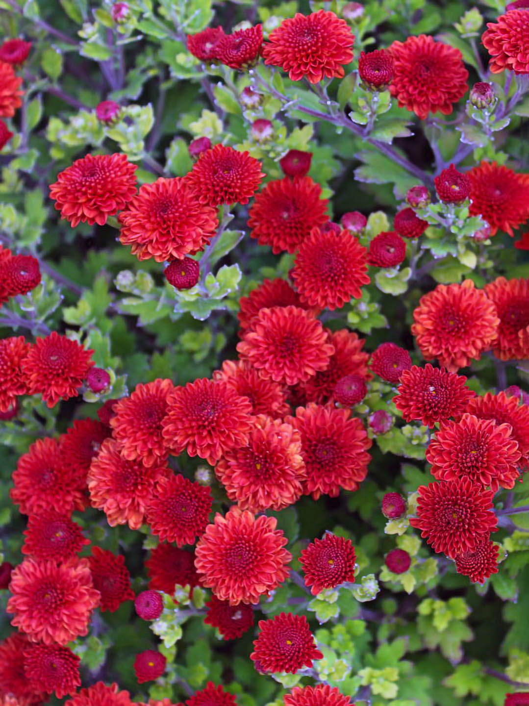 Chrysanthemum Delano