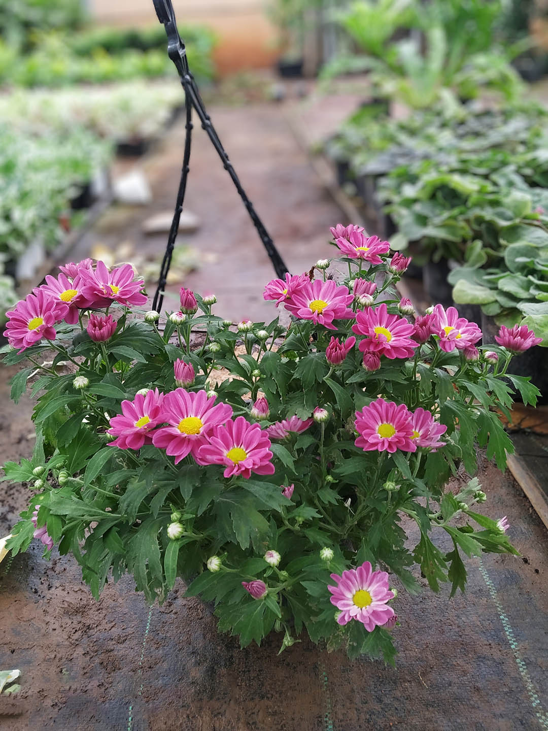 Chrysanthemum Mammoth Plant or Shevanti with Green coloured leaves and Lavender coloured flower 