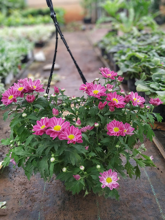 Chrysanthemum Mammoth Plant or Shevanti with Green coloured leaves and Lavender coloured flower 
