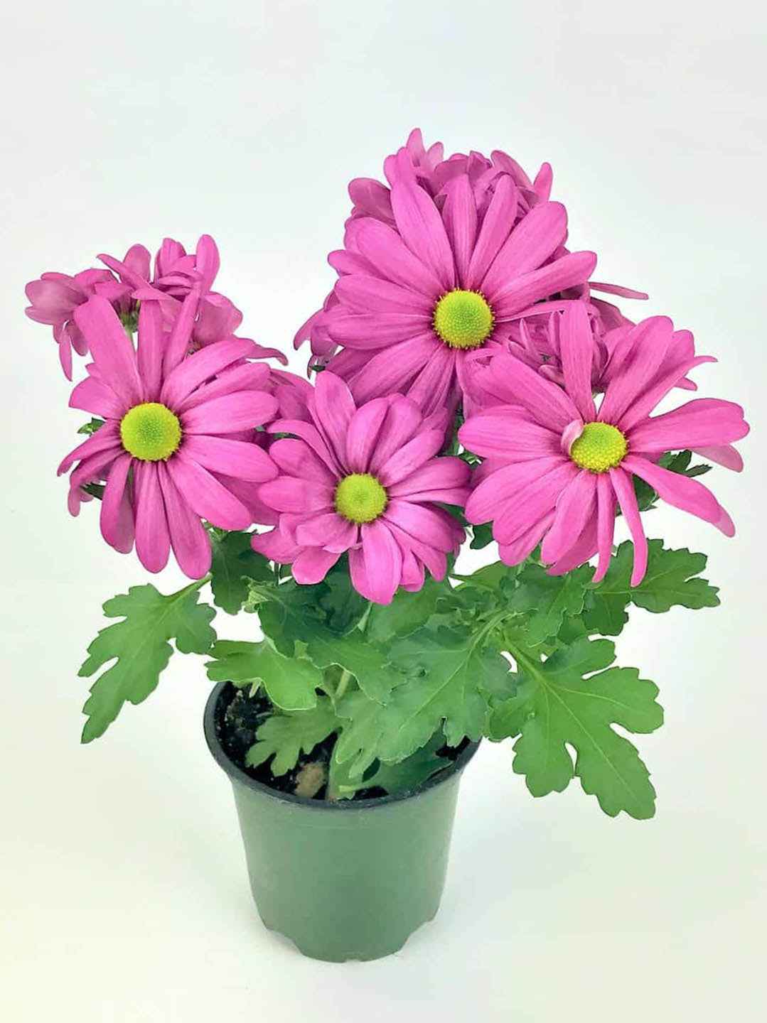 Chrysanthemum Mammoth