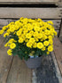 Chrysanthemum Yellow Plant or Shevanti with Green coloured leaves and Yellow coloured flower 