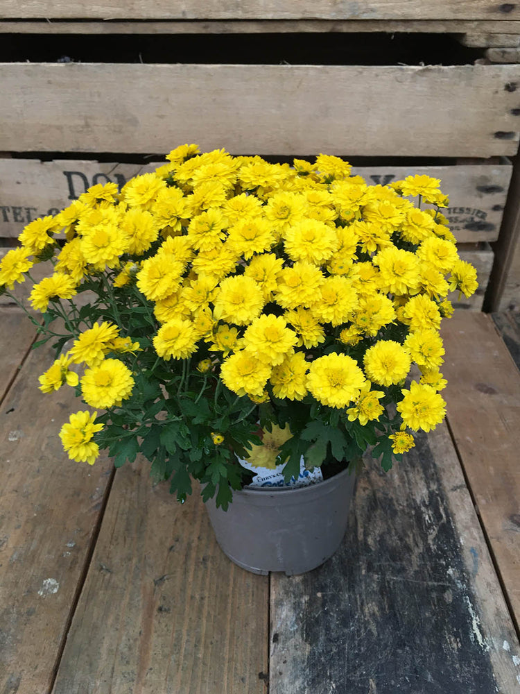 Chrysanthemum Yellow Plant or Shevanti with Green coloured leaves and Yellow coloured flower 