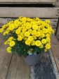 Chrysanthemum Yellow Plant or Shevanti with Green coloured leaves and Yellow coloured flower 