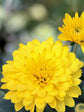 Chrysanthemum Yellow