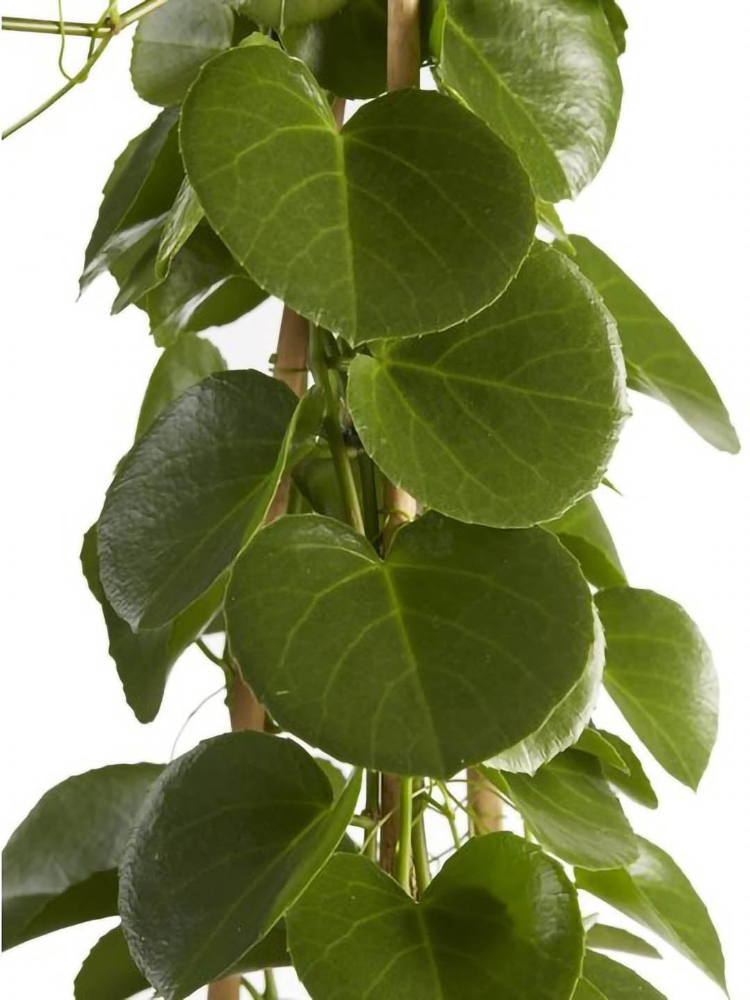 Cissus Rotundifolia