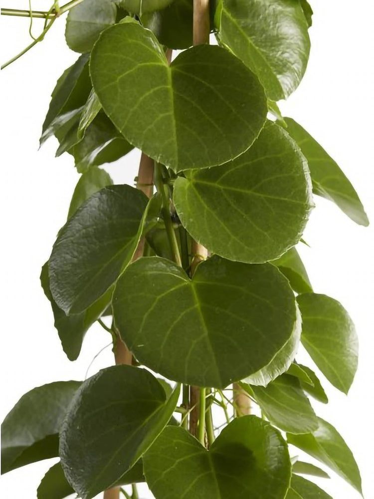 Cissus Rotundifolia