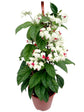 Clerodendrum Thomsoniae Plant or Bleeding Heart Vine with Green coloured leaves and White and Red coloured flower 