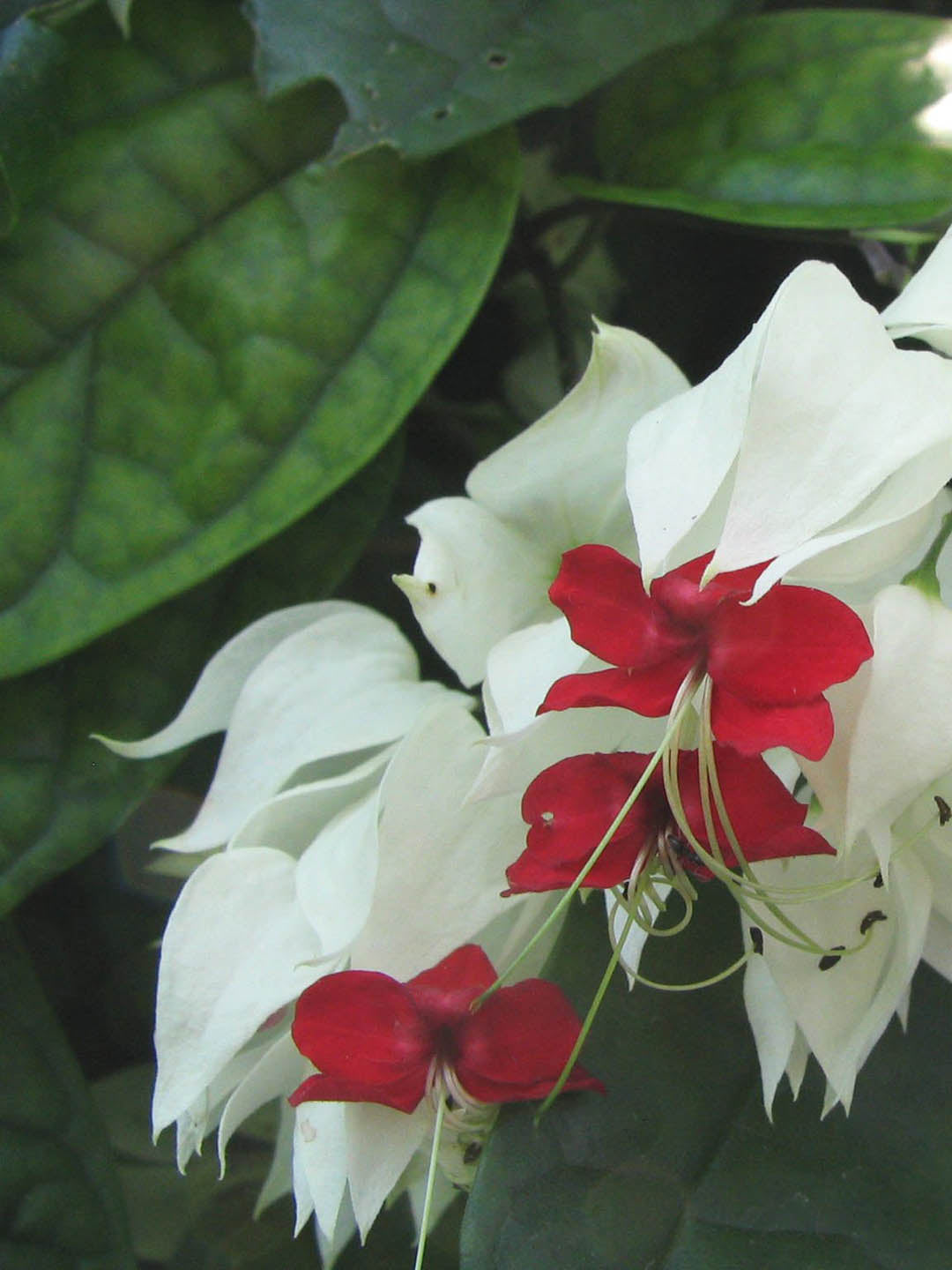 Clerodendrum Thomsoniae
