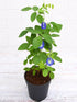 Clitoria Ternatea Plant or Aparajita Blue Flower with Green coloured leaves and Blue coloured flower 
