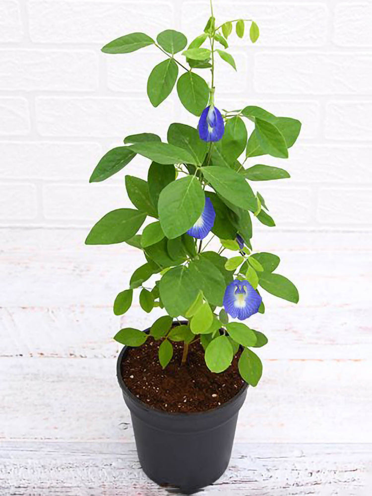 Clitoria Ternatea Plant or Aparajita Blue Flower with Green coloured leaves and Blue coloured flower 