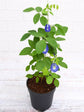 Clitoria Ternatea Plant or Aparajita Blue Flower with Green coloured leaves and Blue coloured flower 