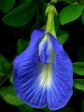 Clitoria Ternatea