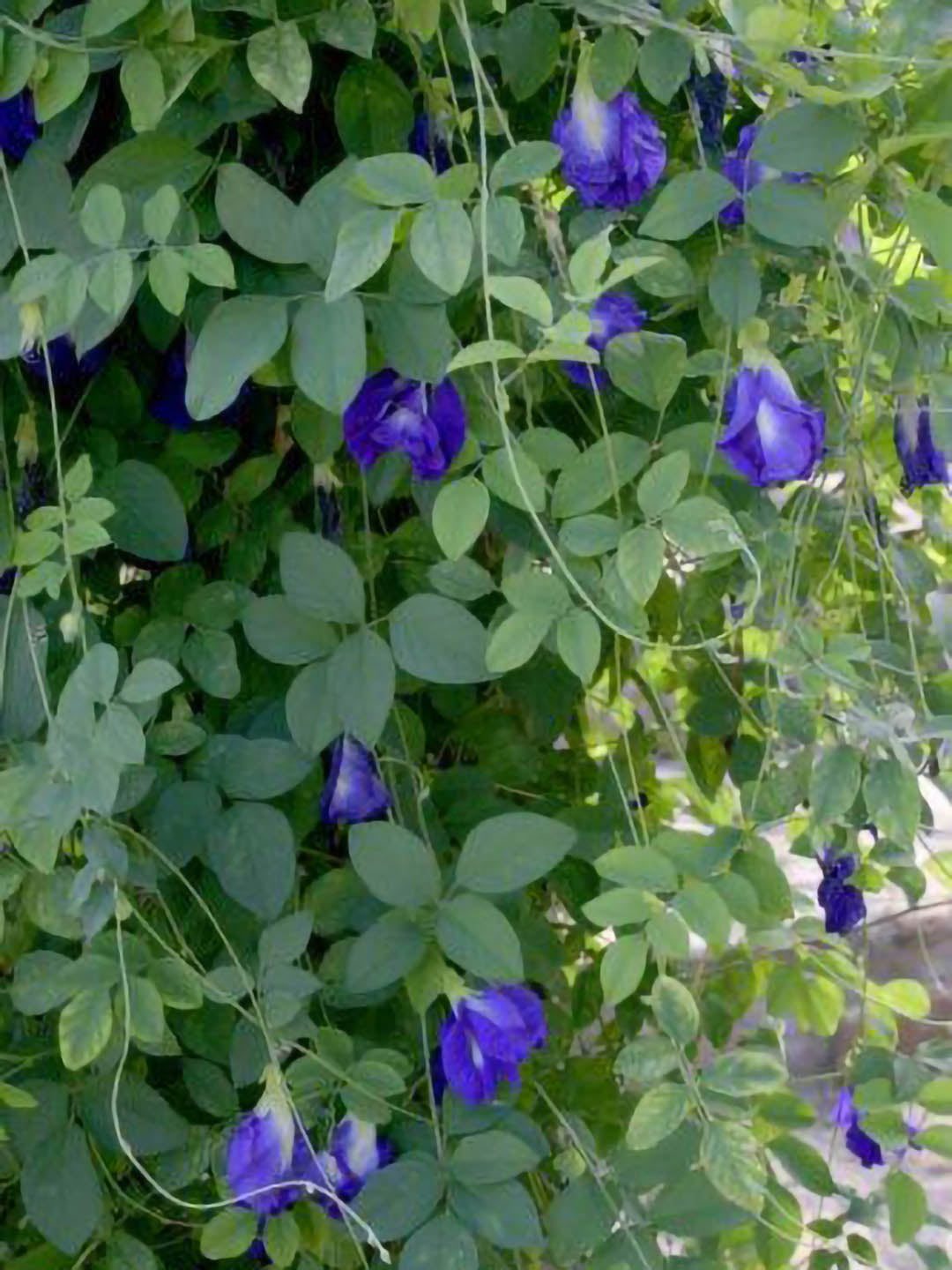 Clitoria Ternatea