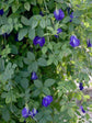 Clitoria Ternatea