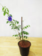 Clitoria Ternatea Blue Double Plant or Butterfly Pea, Asian Pigeonwings, Blue Pea with Green coloured leaves and Blue coloured flower 
