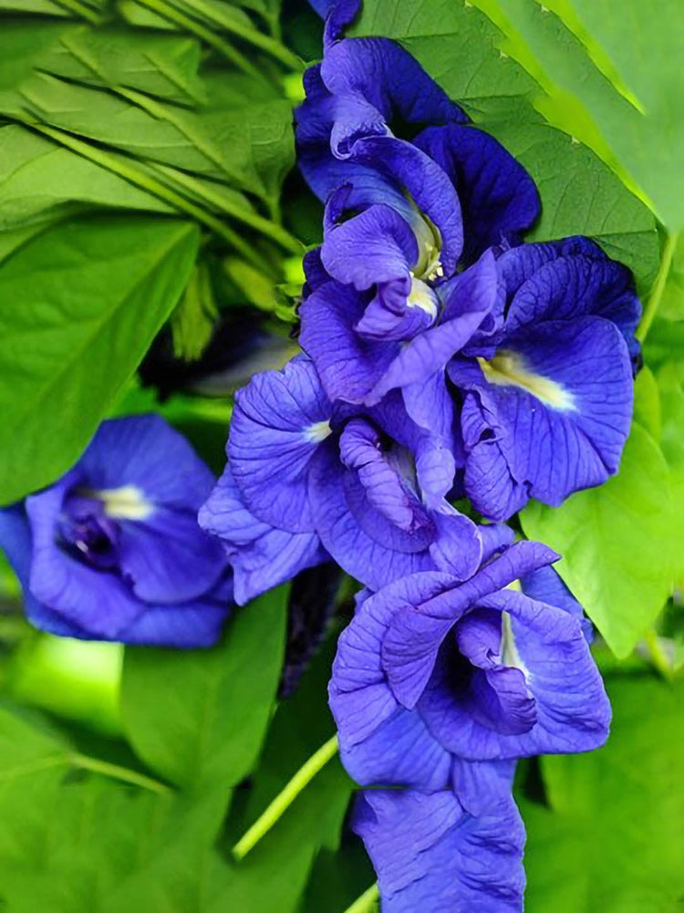 Clitoria Ternatea Blue Double 