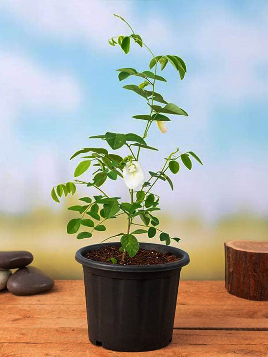 Clitoria Ternatea White Plant or Aparajita White Flower with Green coloured leaves and White coloured flower 