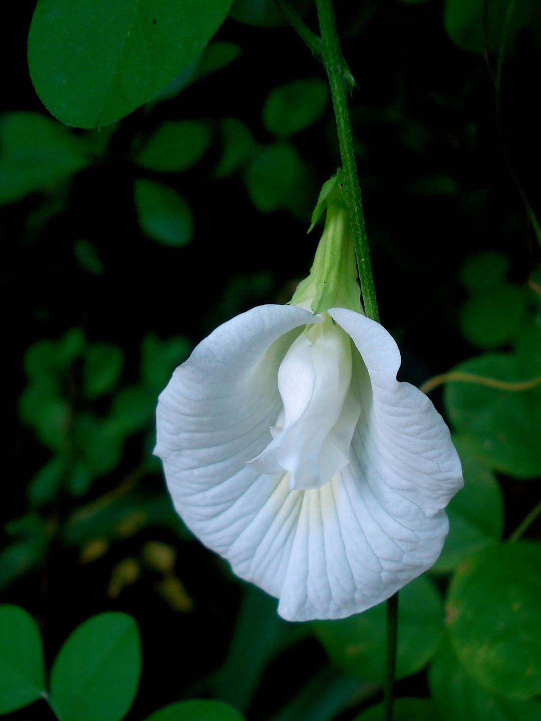 Clitoria Ternatea White