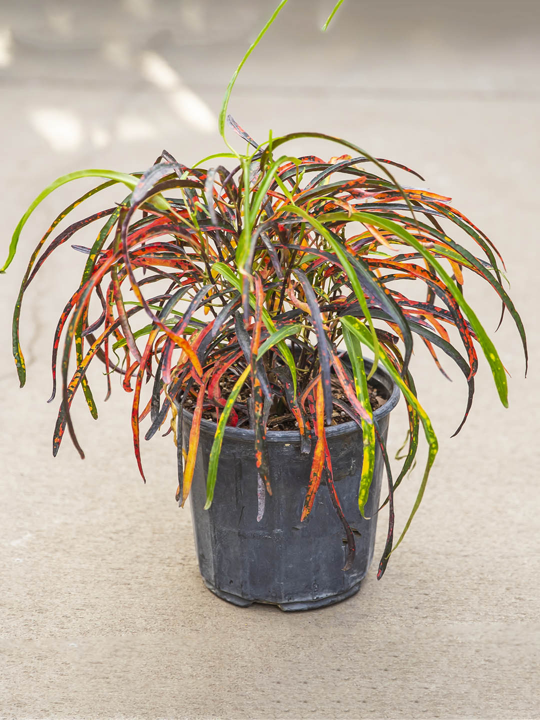 Croton Zanzibar Plant or Rushfoil, Codiaeum Variegatum Challenger with Multi Coloured coloured leaves