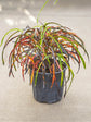 Croton Zanzibar Plant or Rushfoil, Codiaeum Variegatum Challenger with Multi Coloured coloured leaves