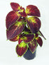 Coleus Dipt In Wine Plant or Coleus with Mild Green Splashes on Maroon coloured leaves