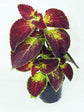 Coleus Dipt In Wine Plant or Coleus with Mild Green Splashes on Maroon coloured leaves