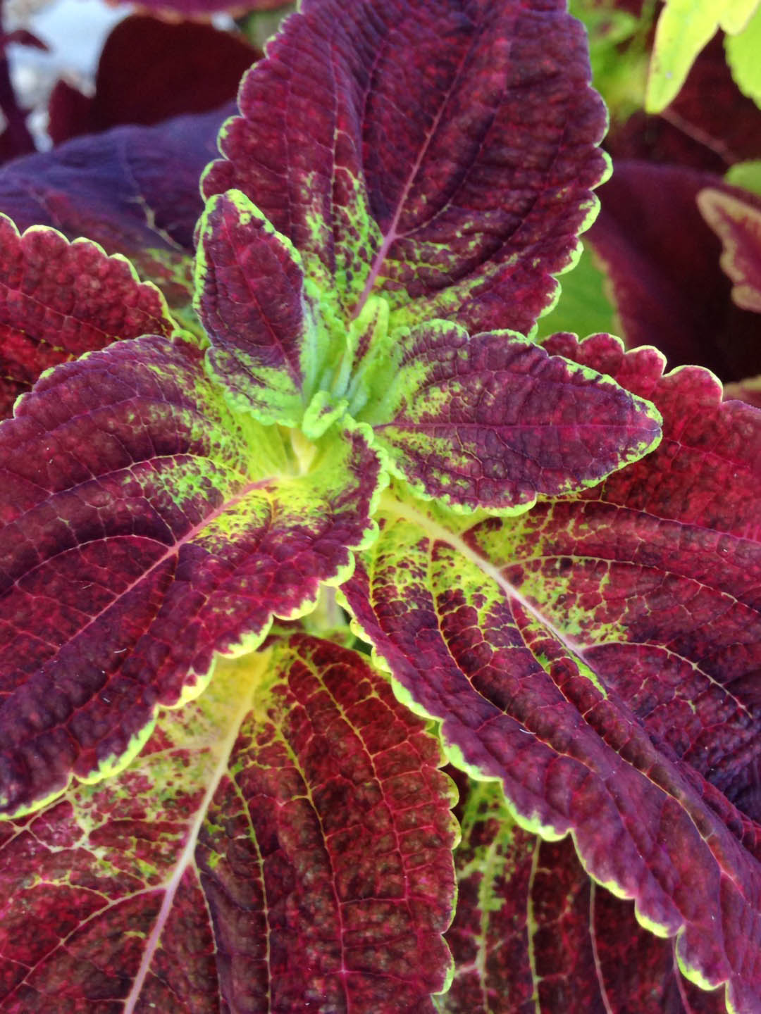 Coleus Dipt In Wine 