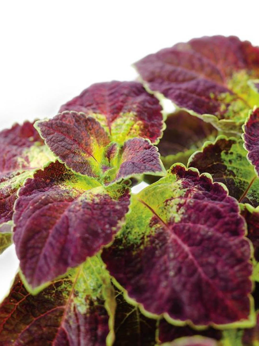 Coleus Dipt In Wine 