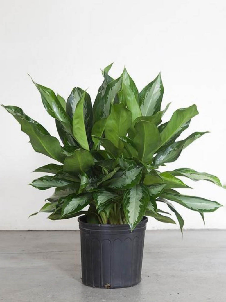 Aglaonema Key Largo Plant or Chinese Evergreen with Cream White patch on Green coloured leaves