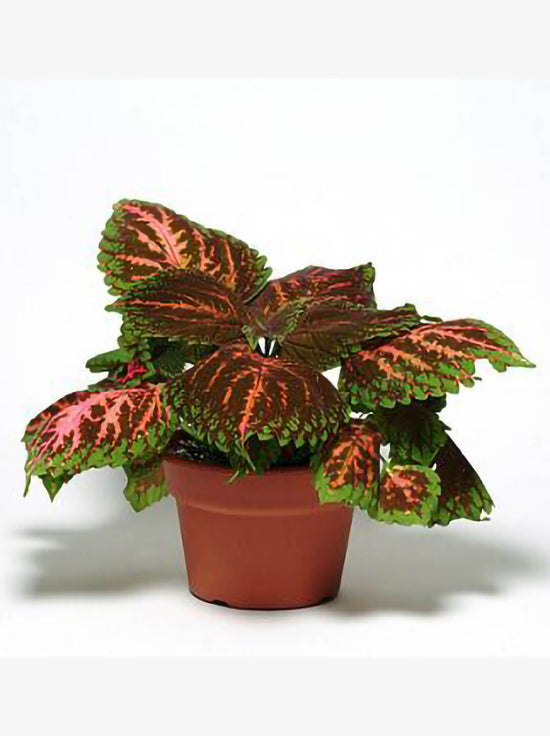 Coleus Kong Empire Mix Plant or Coleus with Pink and Maroon Splashes on Green coloured leaves