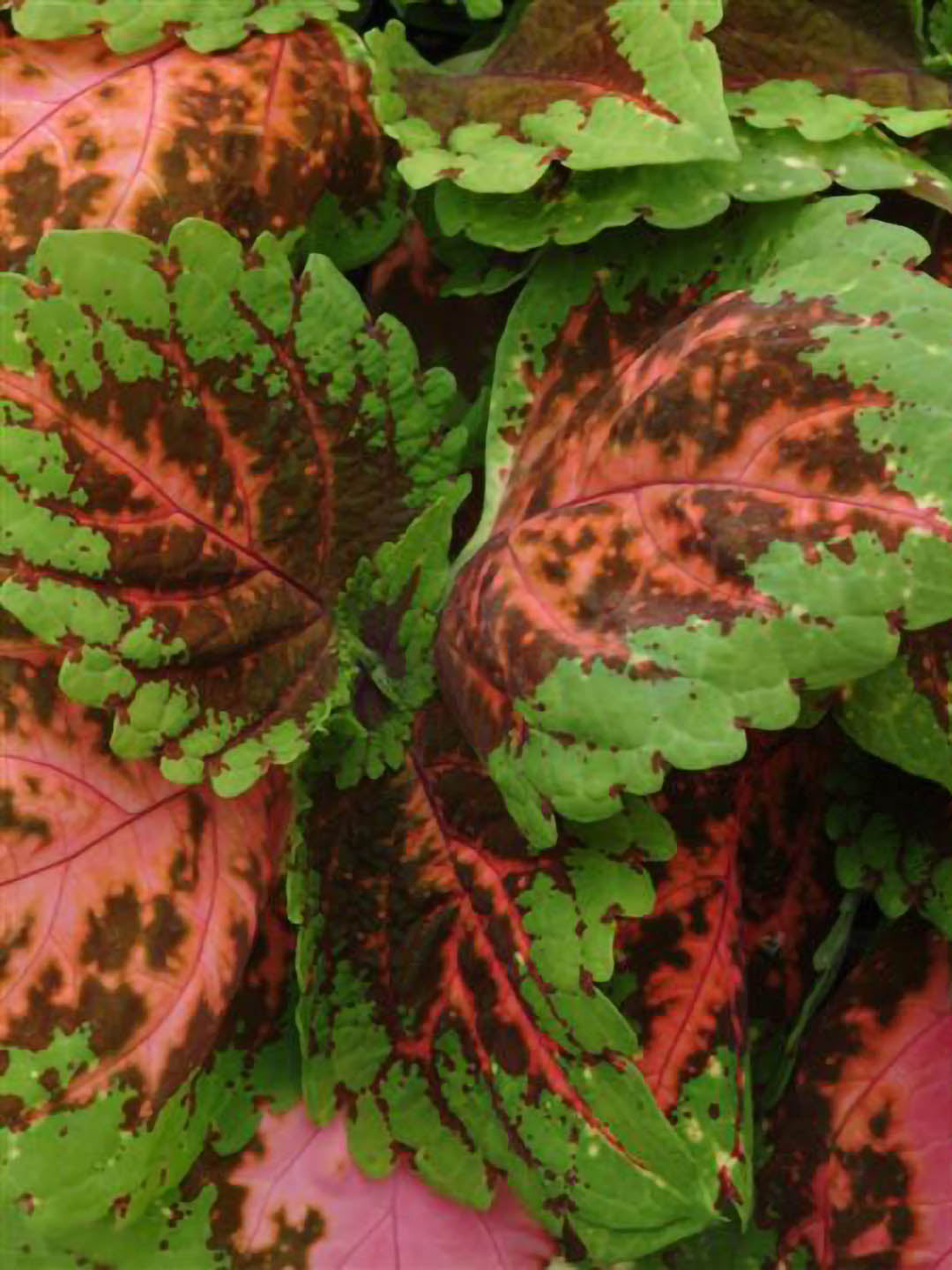 Coleus Kong Empire Mix 