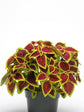 Coleus Sun Crimson Gold Plant or Coleus with Maroon with Lime Green Border coloured leaves