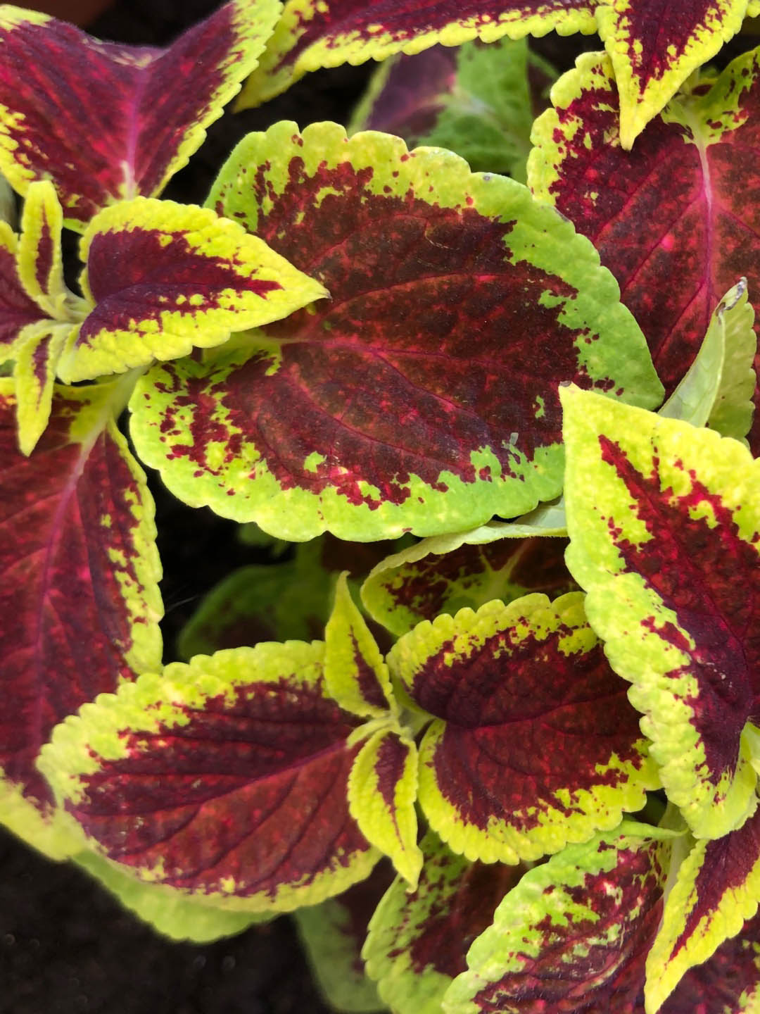 Coleus Sun Crimson Gold 