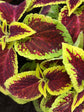 Coleus Sun Crimson Gold 