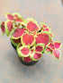 Coleus Sunversa Watermelon Plant or Coleus with Dark Red with Lime Green Border coloured leaves