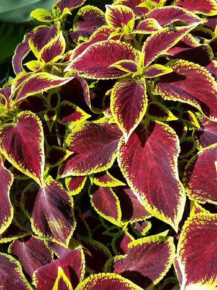 Coleus Sunversa Watermelon 