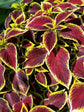 Coleus Sunversa Watermelon 
