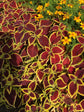 Coleus Sunversa Watermelon 