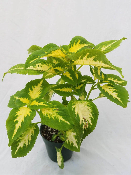 Coleus Wizard Jade Plant or Coleus with White with Green Border coloured leaves