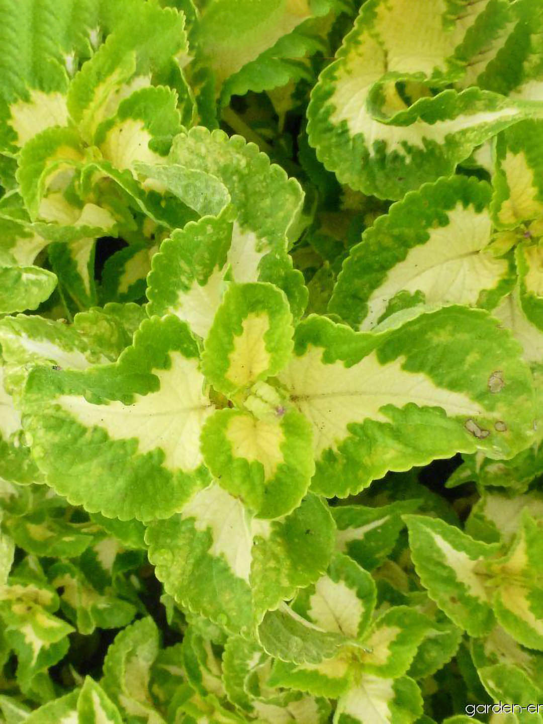 wizard jade coleus plant Wizard Jade Coleus Plant – Potclay